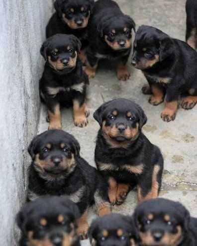 Rottweiler For Sale In Jammu