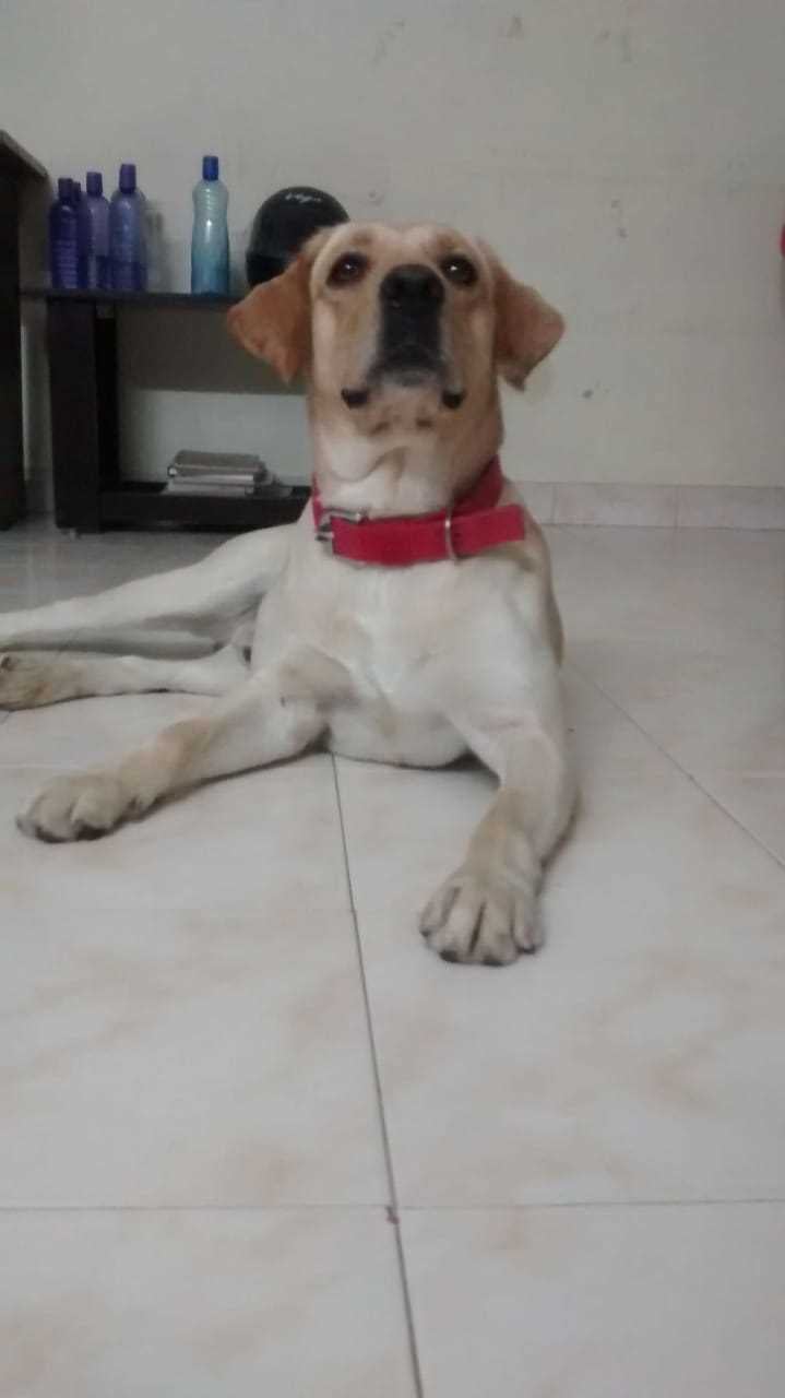 Labrador Retriever Dogs For Mating In Bangalore