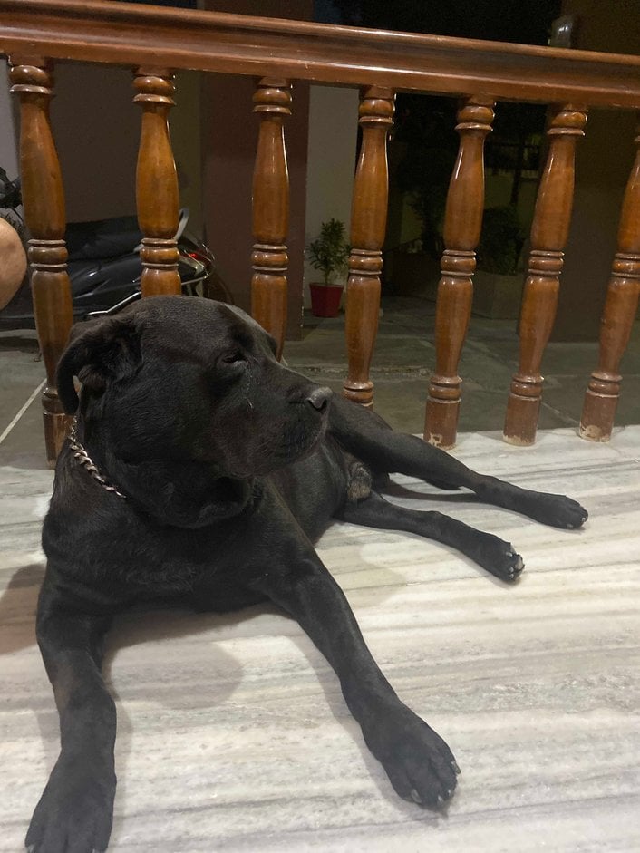 Labrador Retriever Dogs For Mating In Guwahati