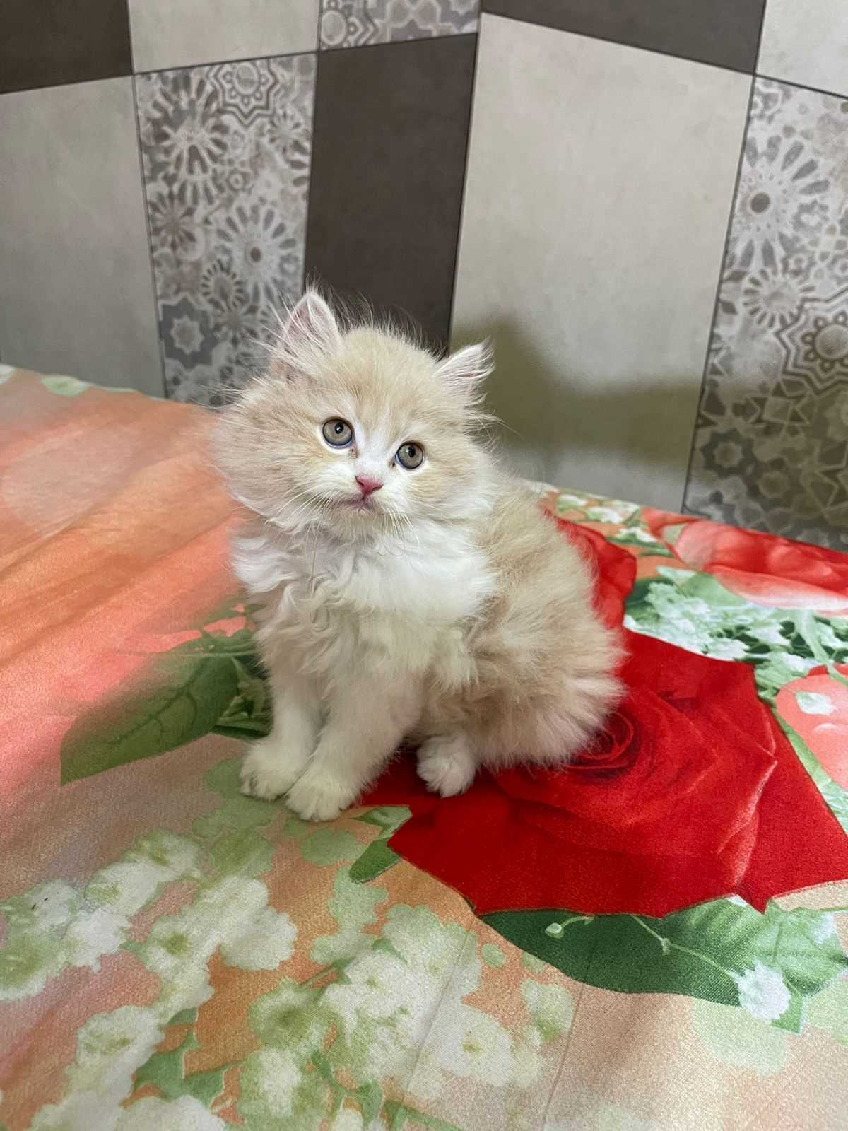 Persian For Sale In Ludhiana