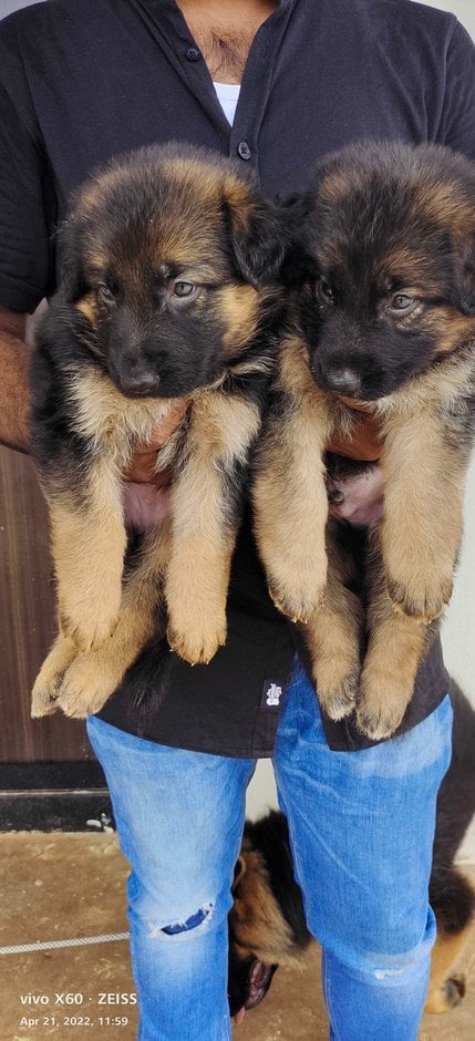 German Shepherd For Sale In Jodhpur