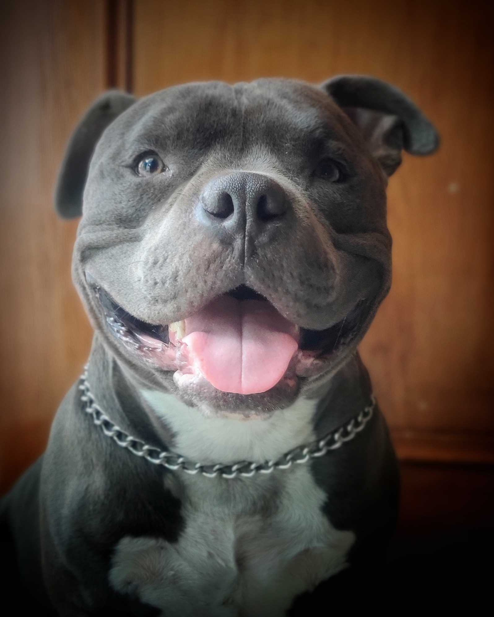 American Bully Dogs For Mating In Pune