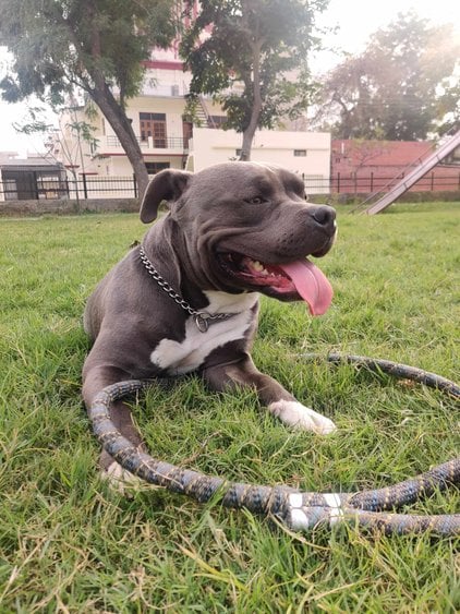 American Bully Dogs For Mating In Pune