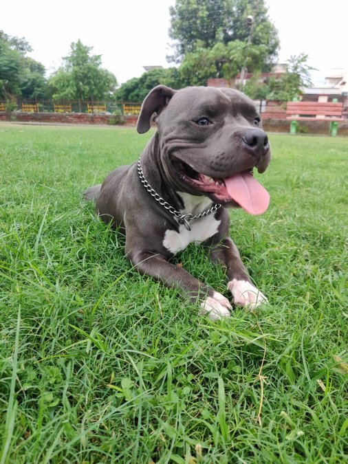 American Bully Dogs For Mating In Pune