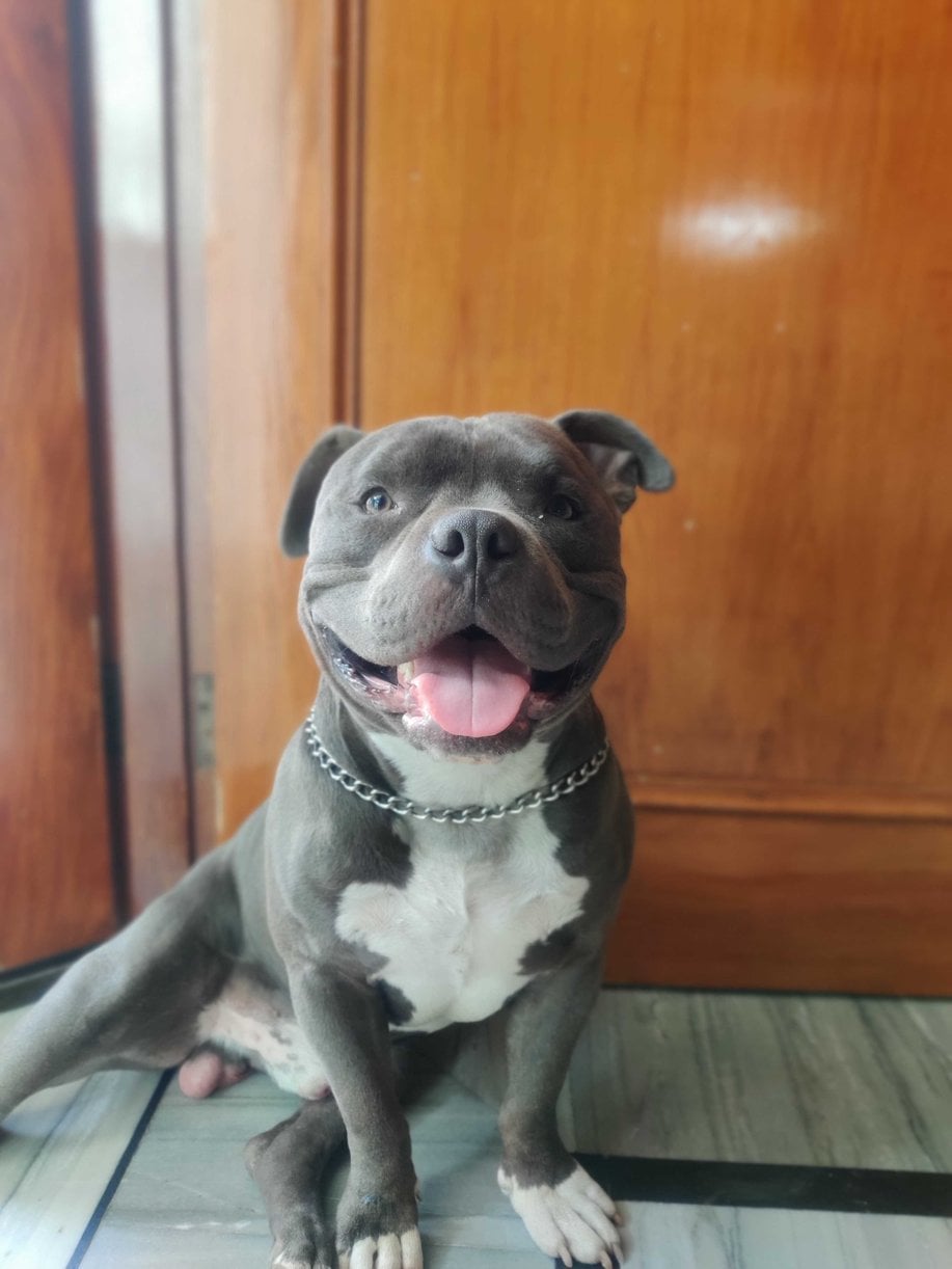 American Bully Dogs For Mating In Pune