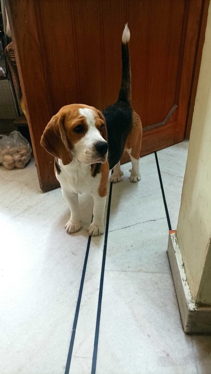 Beagle Dogs For Mating In Delhi