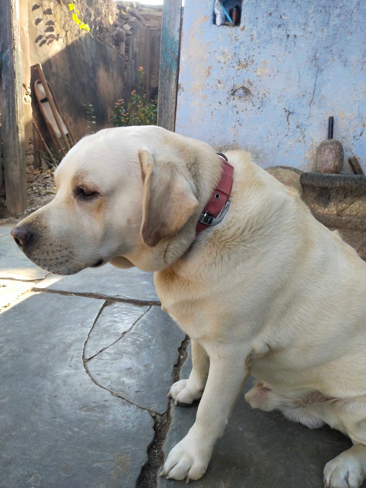 Labrador Retriever Dogs For Mating In Vizag