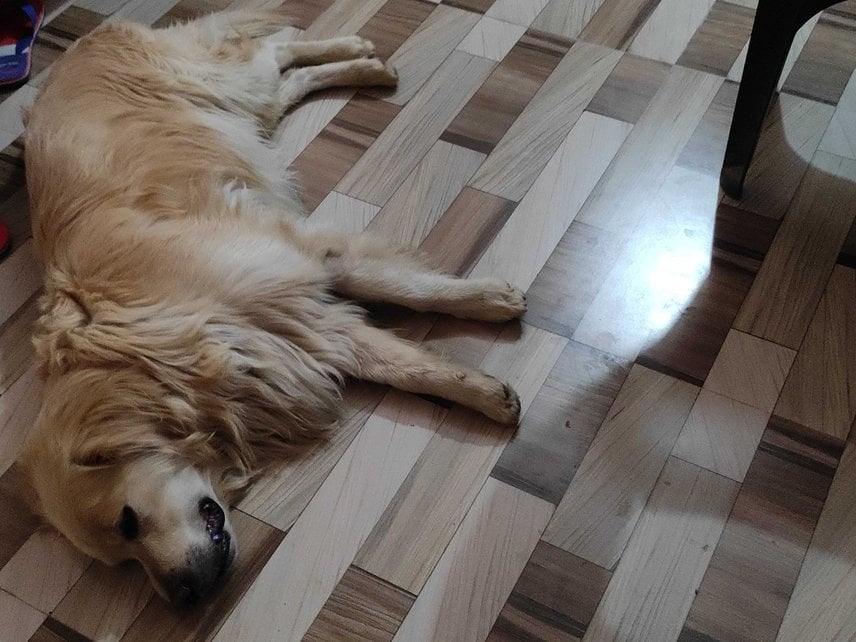 Golden Retriever Dogs For Mating In Mandi HP