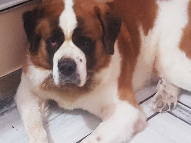 Saint Bernard Dogs For Mating In Jaipur