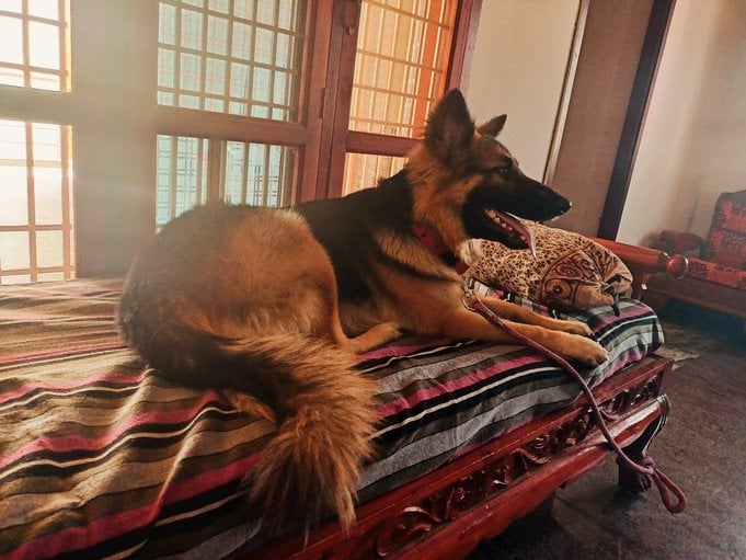German Shepherd Dogs For Mating In Kanyakumari