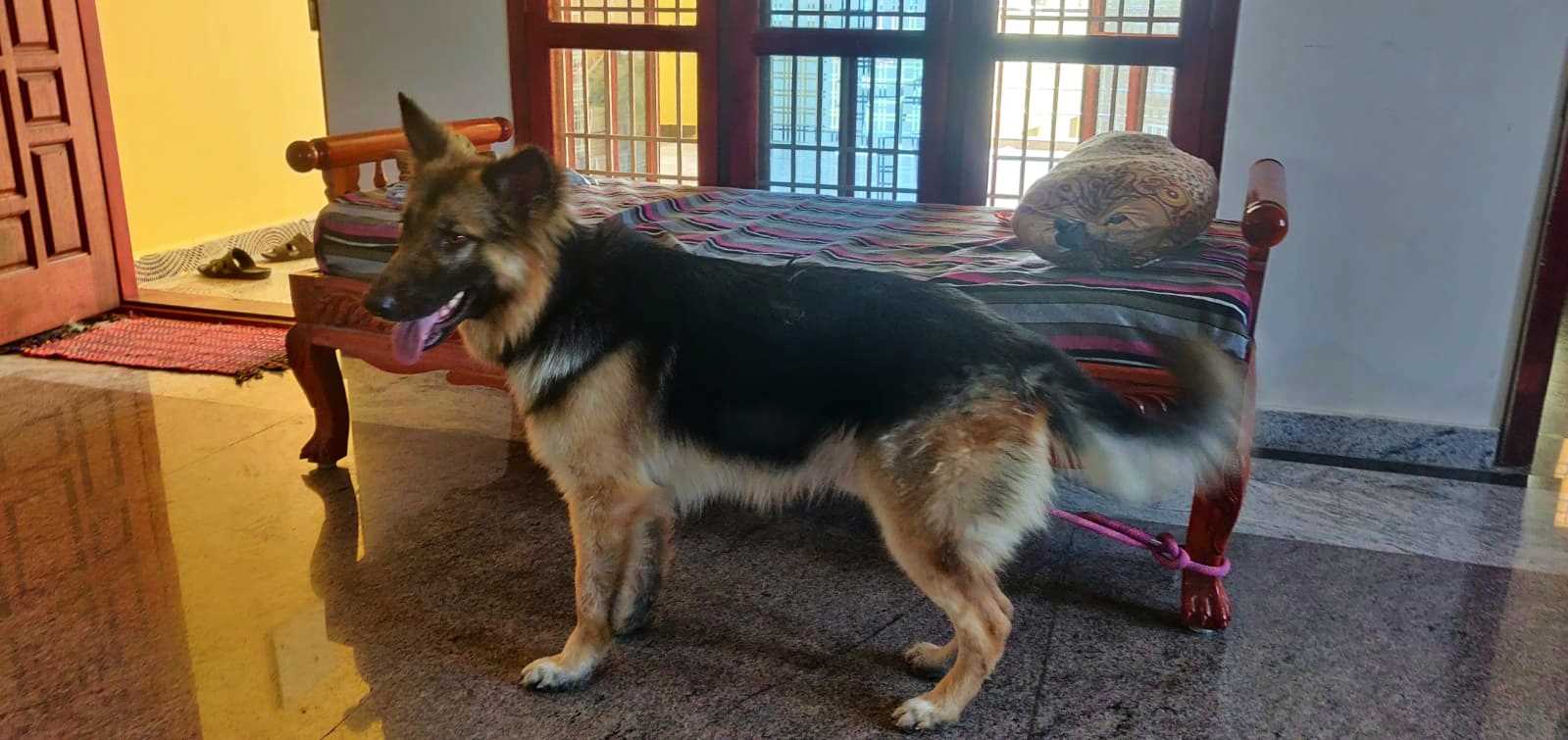 German Shepherd Dogs For Mating In Kanyakumari