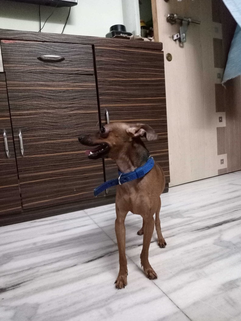 Miniature Pinscher Dogs For Mating In Mumbai