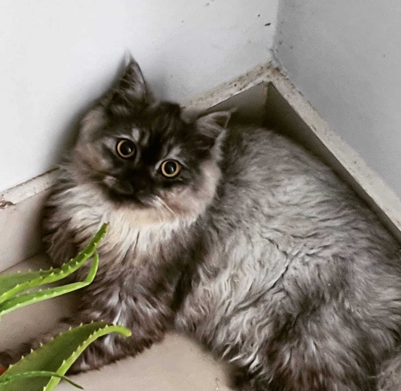 Siberian For Sale In Bangalore