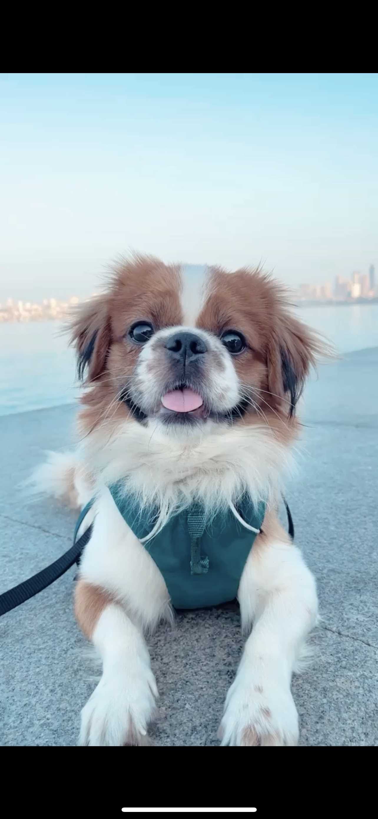 Cavalier King Charles Spaniel Dogs For Mating In Mumbai