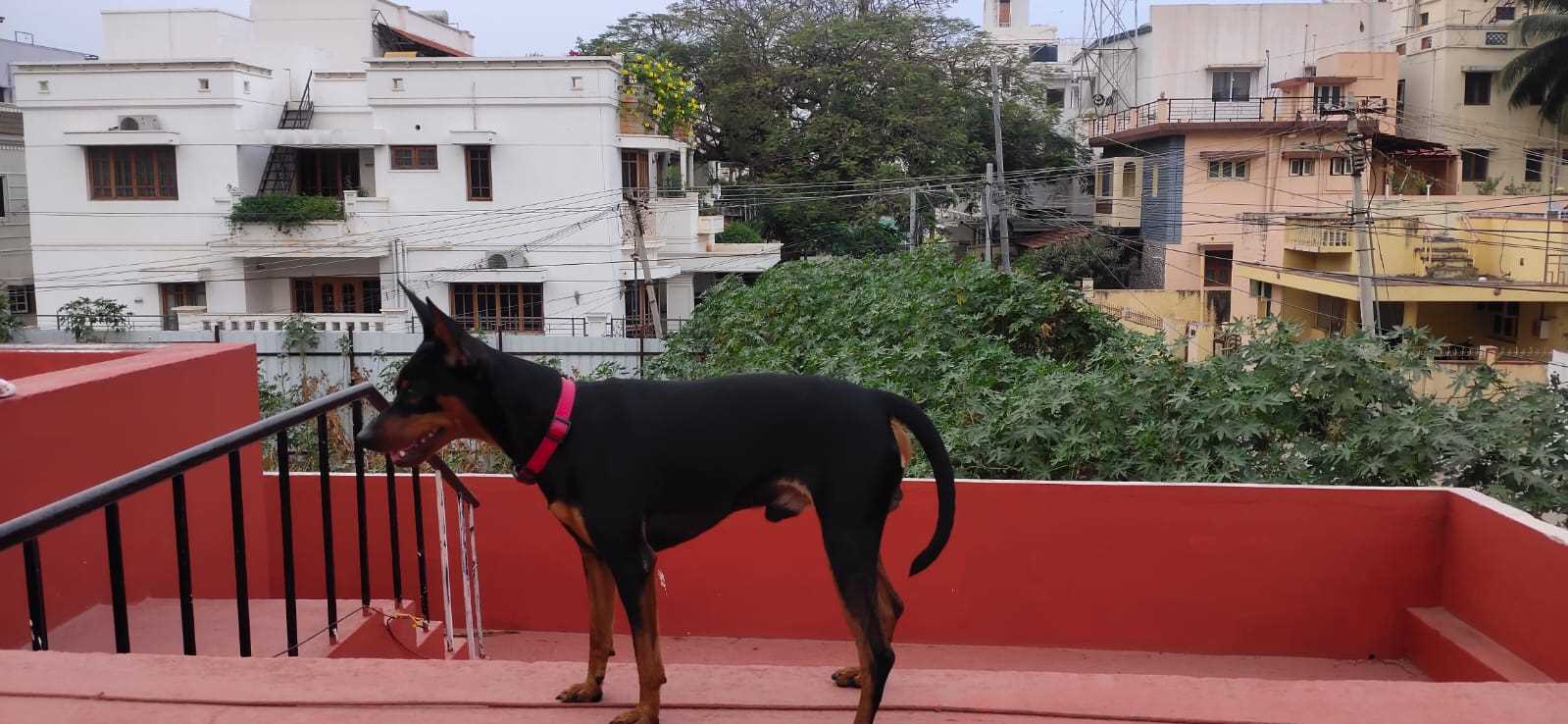 Miniature Pinscher Dogs For Mating In Coimbatore