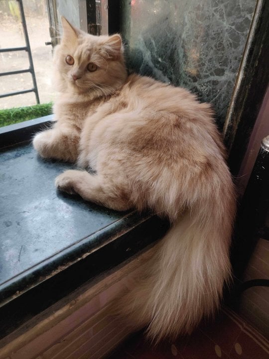 Persian Dogs For Mating In Thane