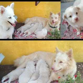 Pomeranian For Sale In Gorakhpur