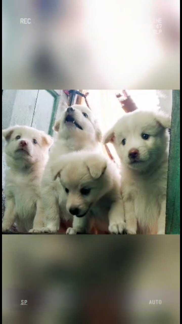 Pomeranian For Sale In Gorakhpur