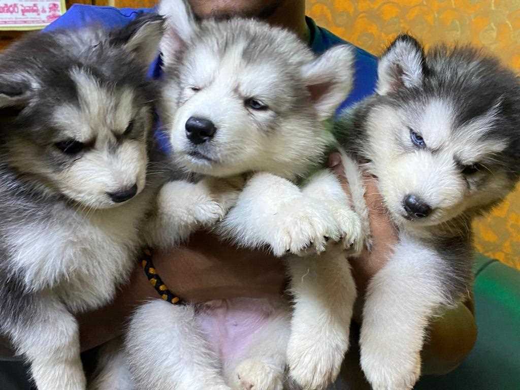 Siberian Husky For Sale In Surat