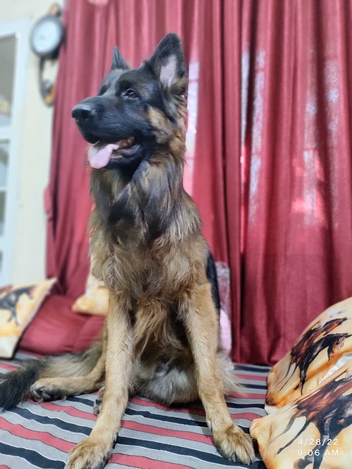 German Shepherd Dogs For Mating In Hyderabad