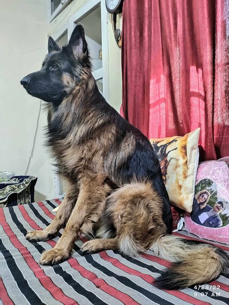 German Shepherd Dogs For Mating In Hyderabad