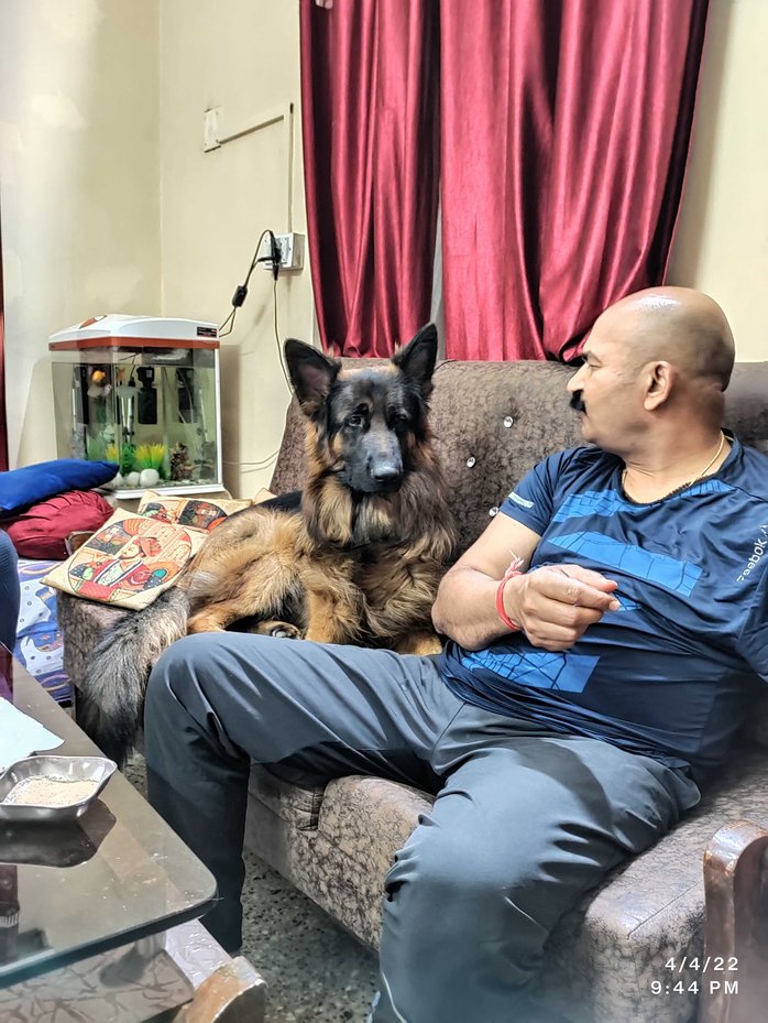 German Shepherd Dogs For Mating In Hyderabad