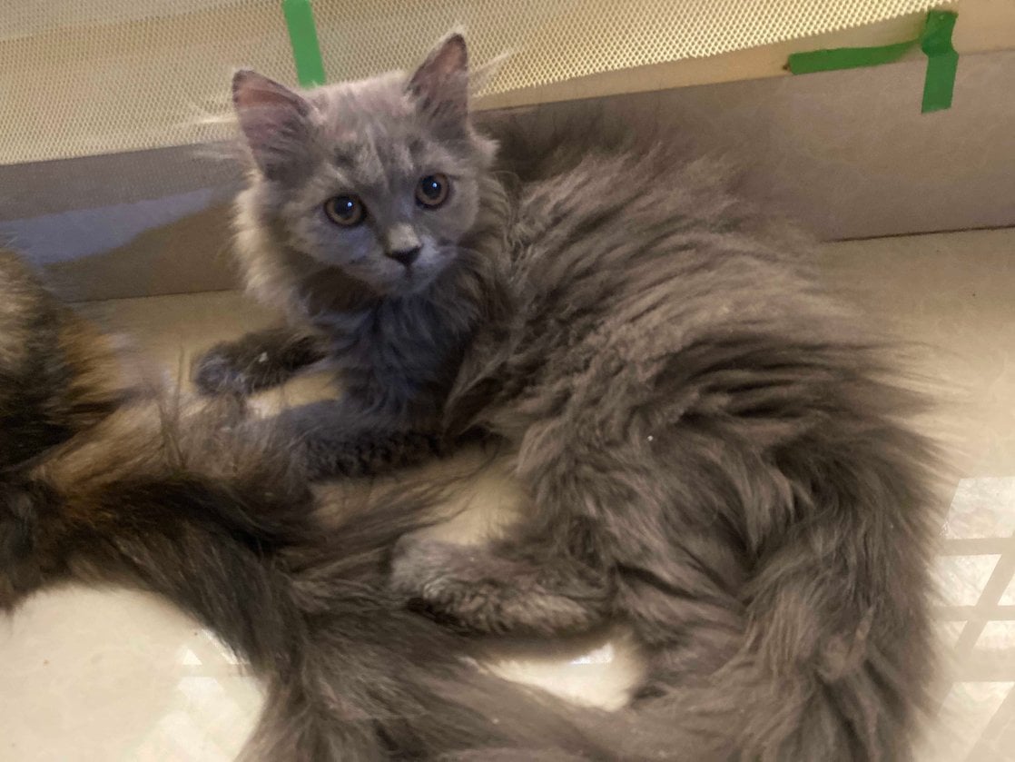 Siberian For Sale In Mumbai