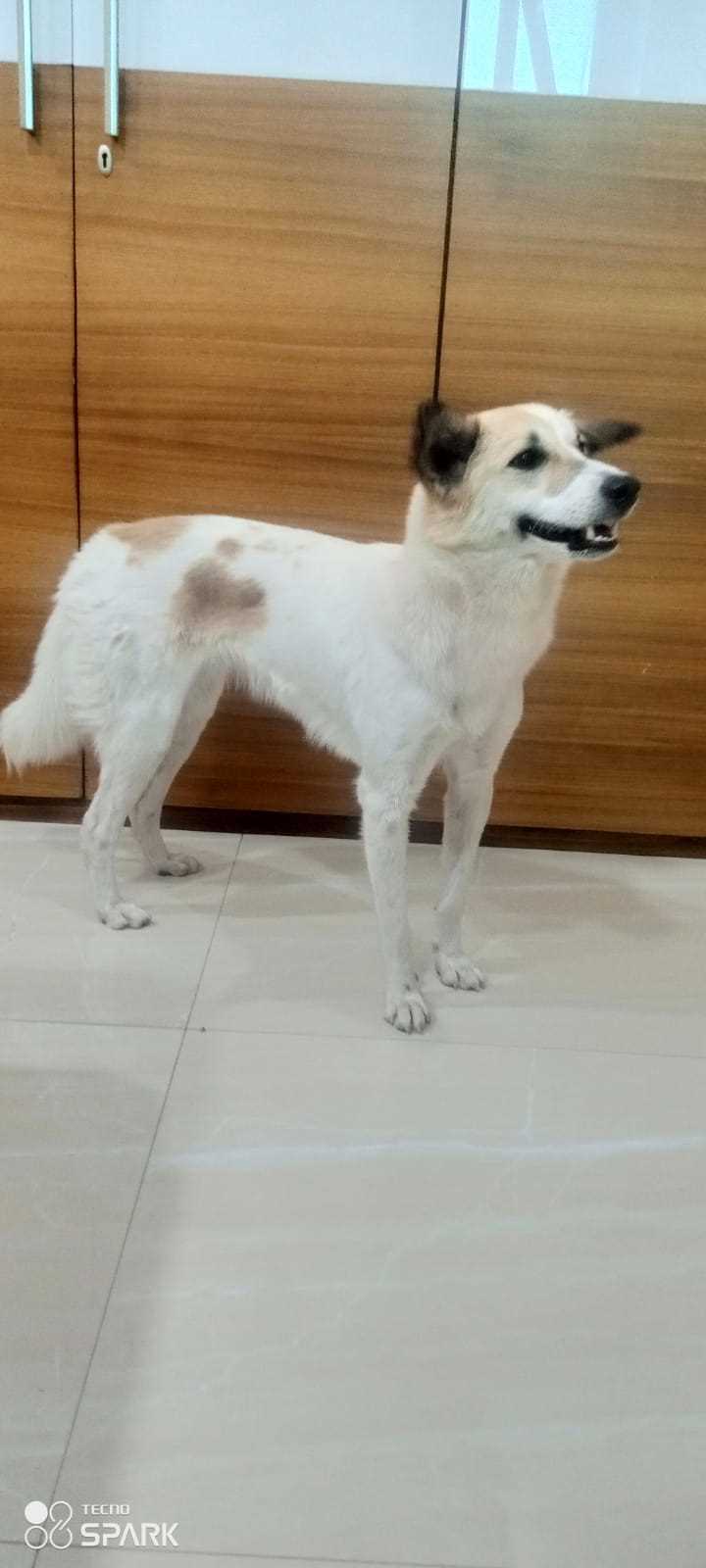 Indian Breed For Adoption In Gwalior