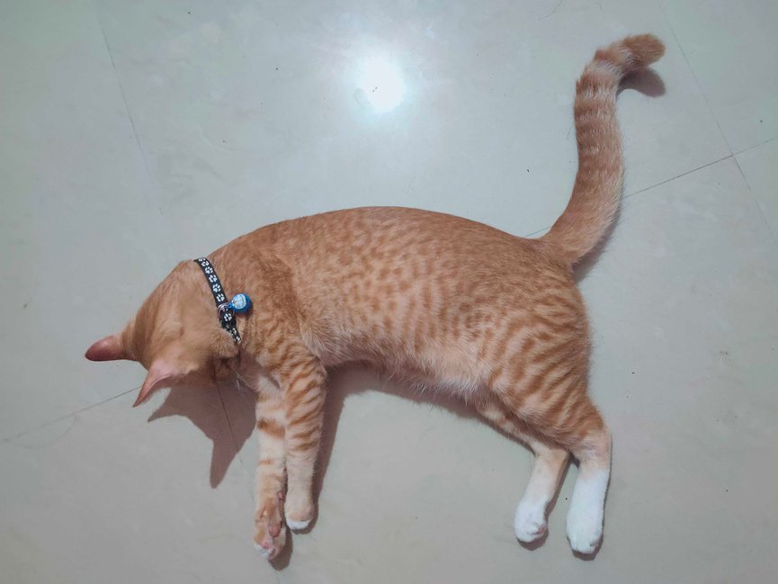Indian Breed Dogs For Mating In Chennai