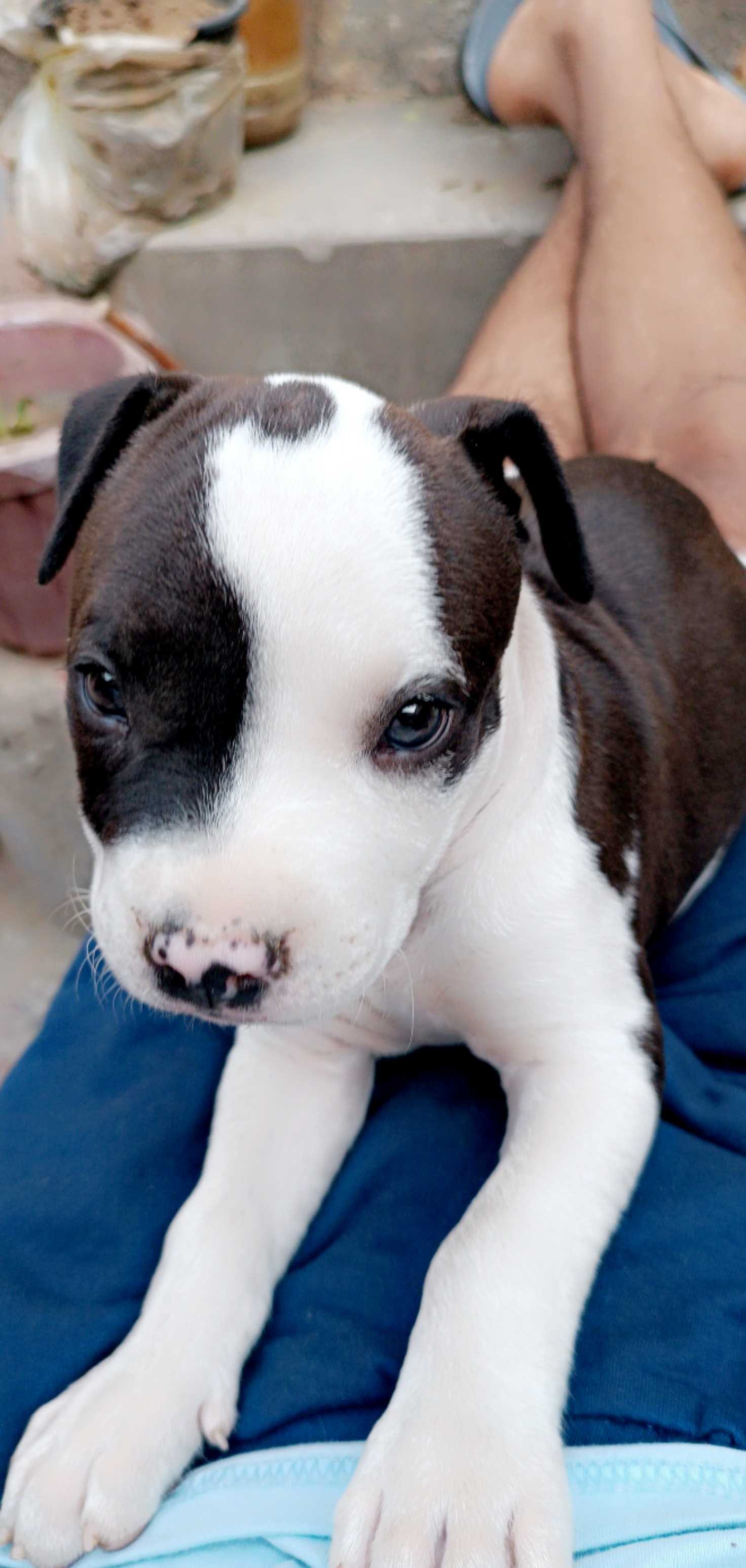 Pitbull For Sale In Patna