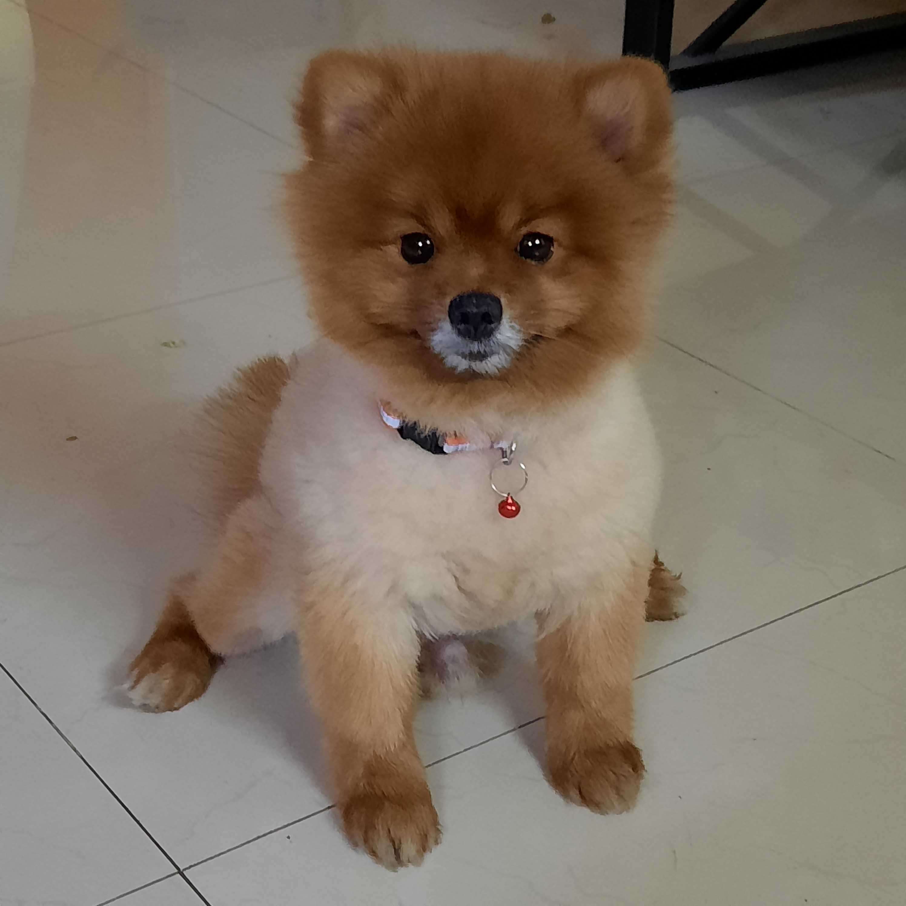 Pomeranian Dogs For Mating In Sambalpur