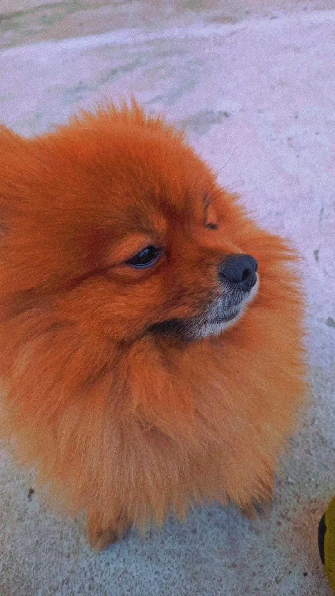 Pomeranian Dogs For Mating In Sambalpur