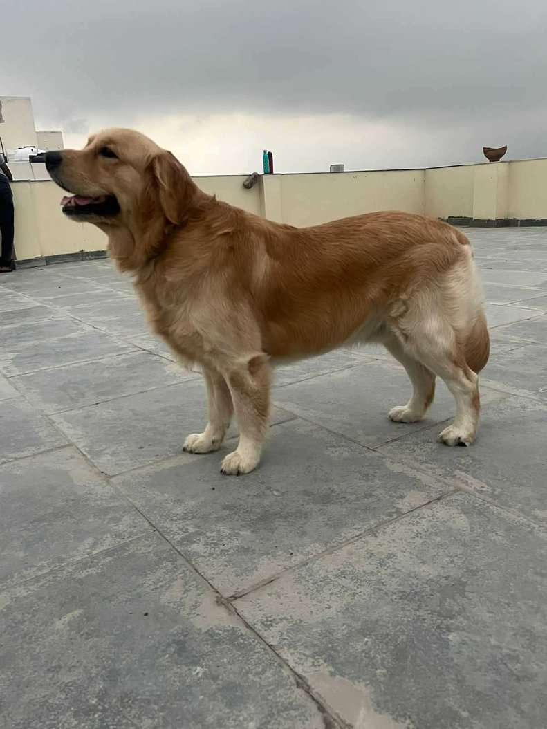Golden Retriever Dogs For Mating In Jaipur