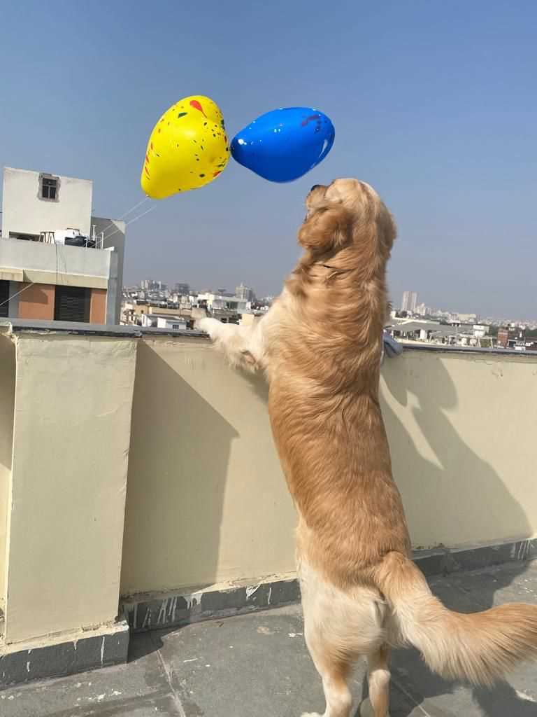 Golden Retriever Dogs For Mating In Jaipur