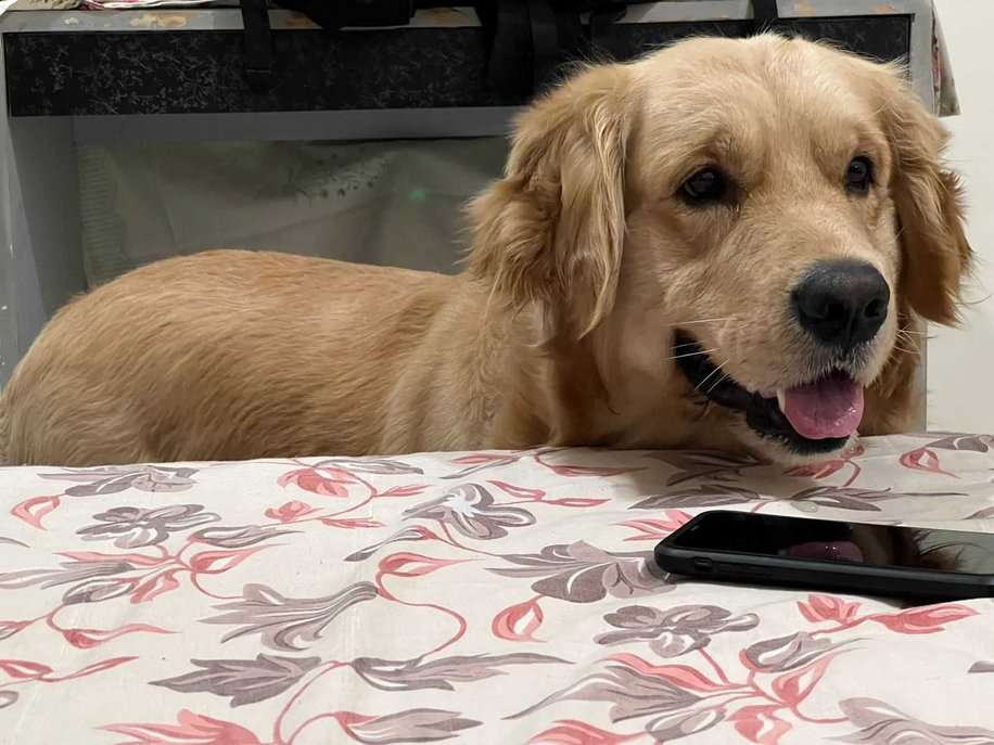 Golden Retriever Dogs For Mating In Jaipur