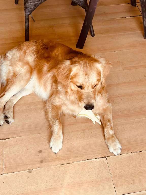Golden Retriever Dogs For Mating In Jaipur