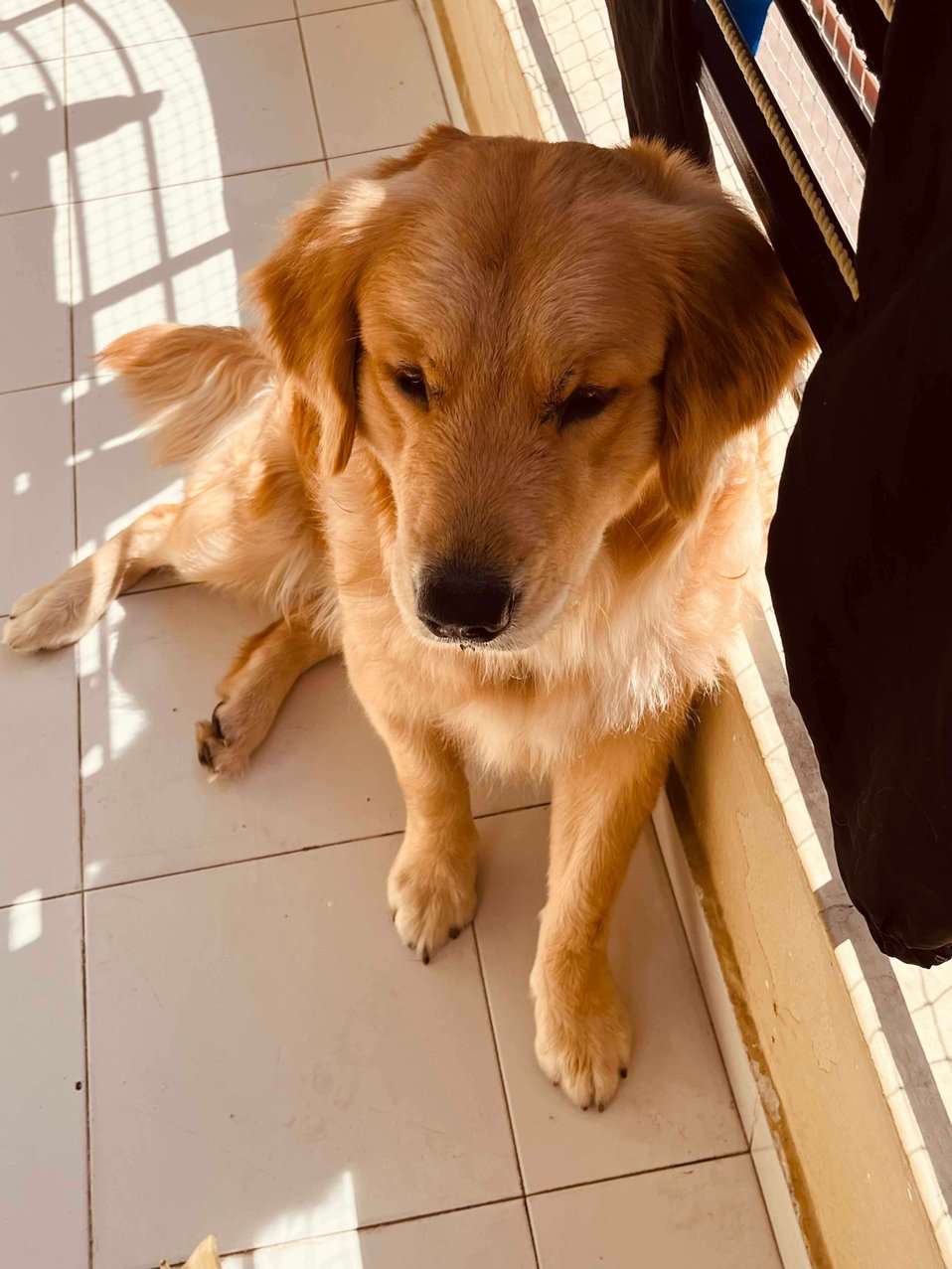Golden Retriever Dogs For Mating In Jaipur