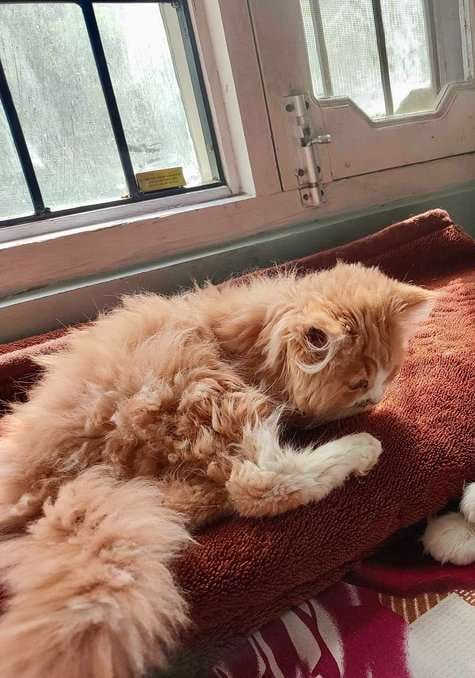 Persian For Sale In Shimla