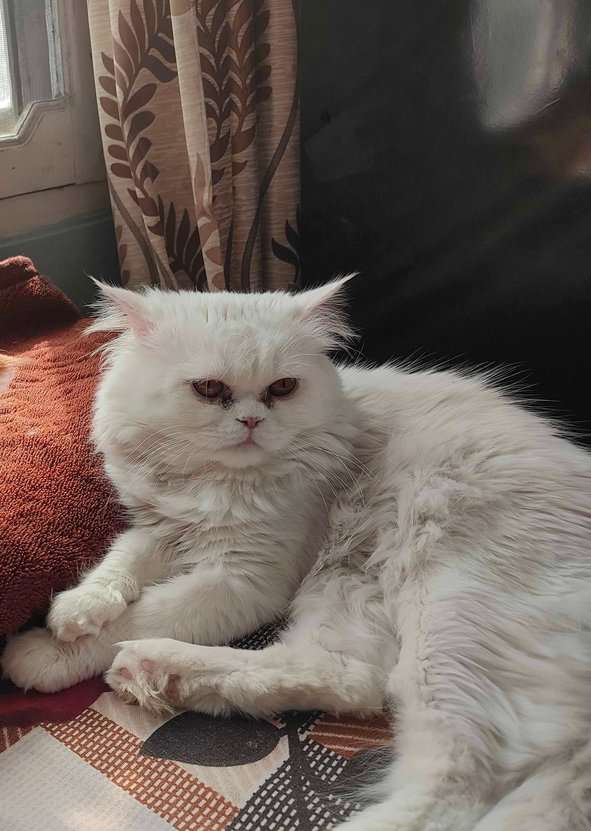 Persian Dogs For Mating In Shimla