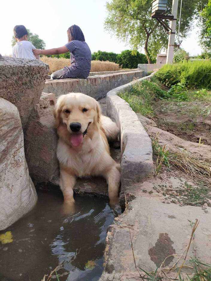 Golden Retriever Dogs For Mating In Alwar