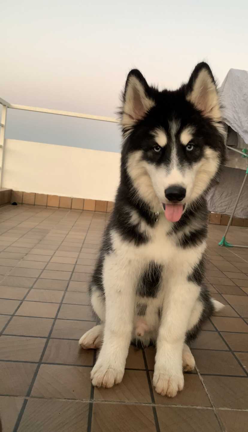 Siberian Husky For Sale In Ernakulam