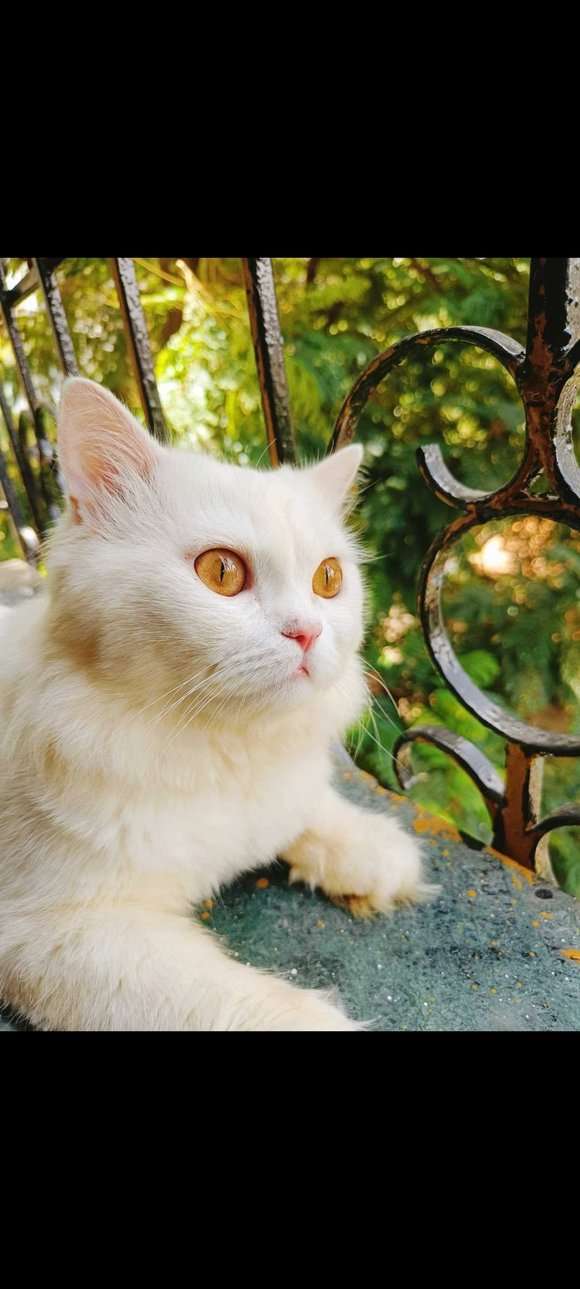 Persian Dogs For Mating In Thane