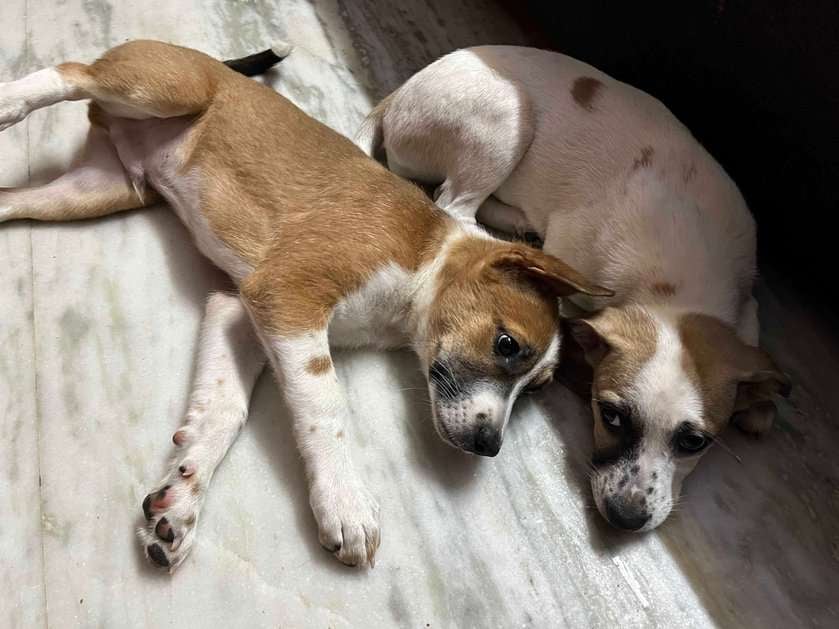 Indian Breed For Adoption In Vizag