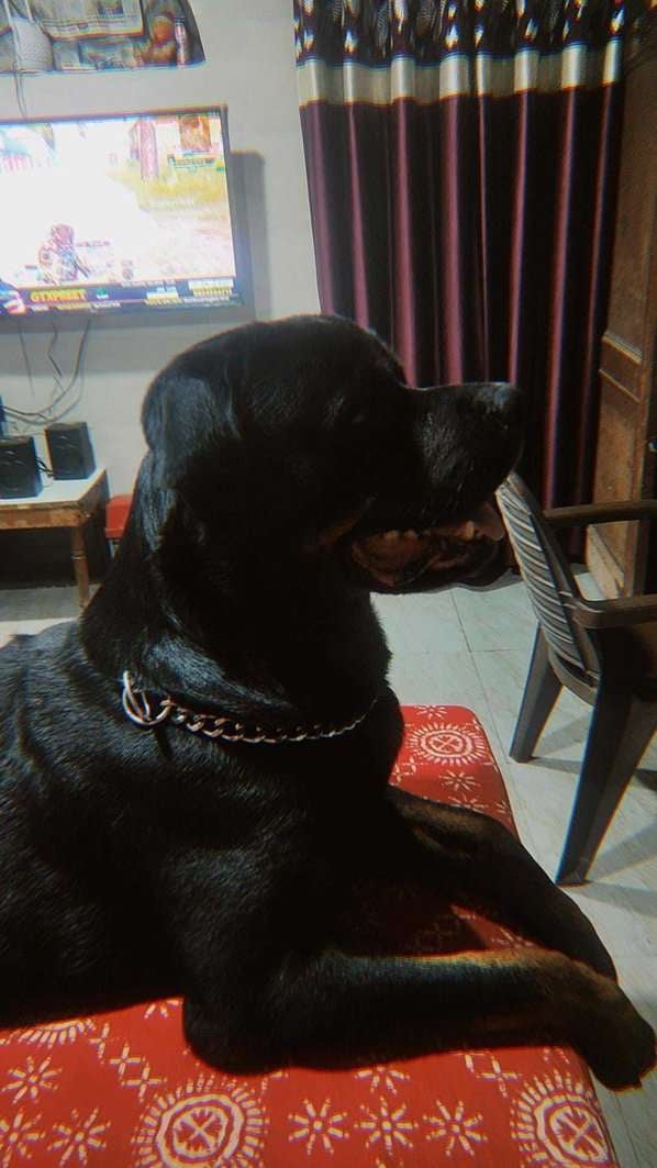 Rottweiler Dogs For Mating In Lucknow