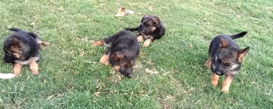 German Shepherd For Sale In Bhopal