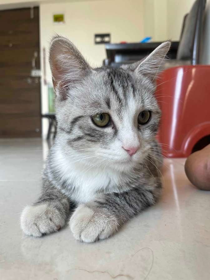 British Shorthair Dogs For Mating In Mumbai