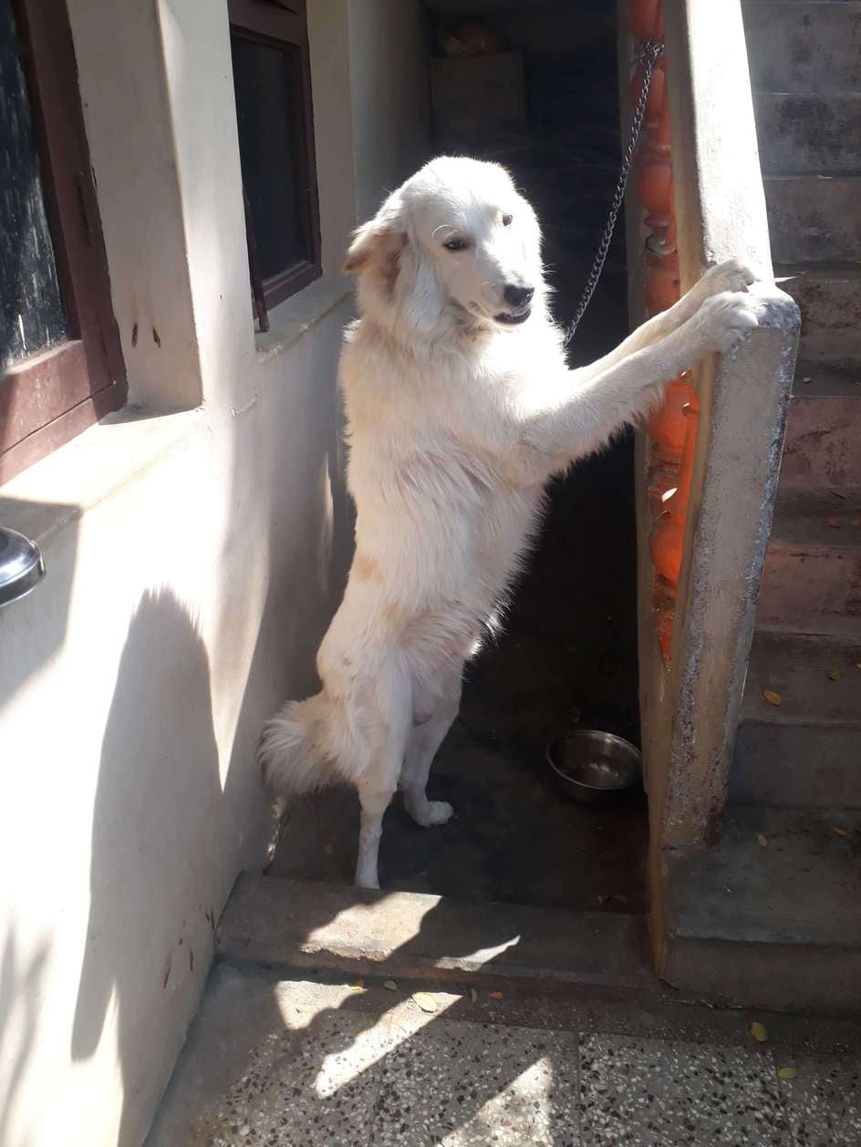 Papillon For Adoption In Vizianagaram
