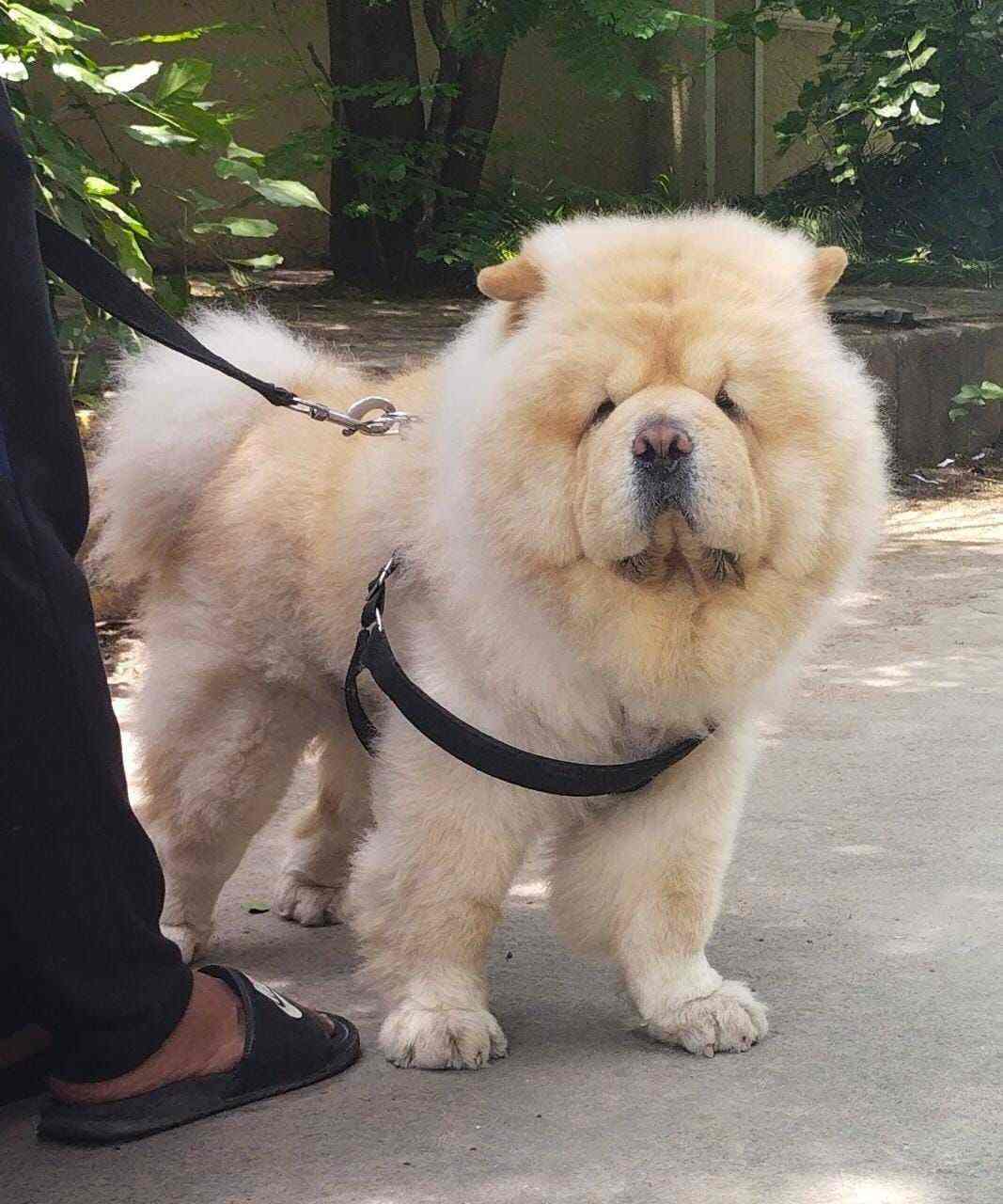 Chow Chow Dogs For Mating In Medchal