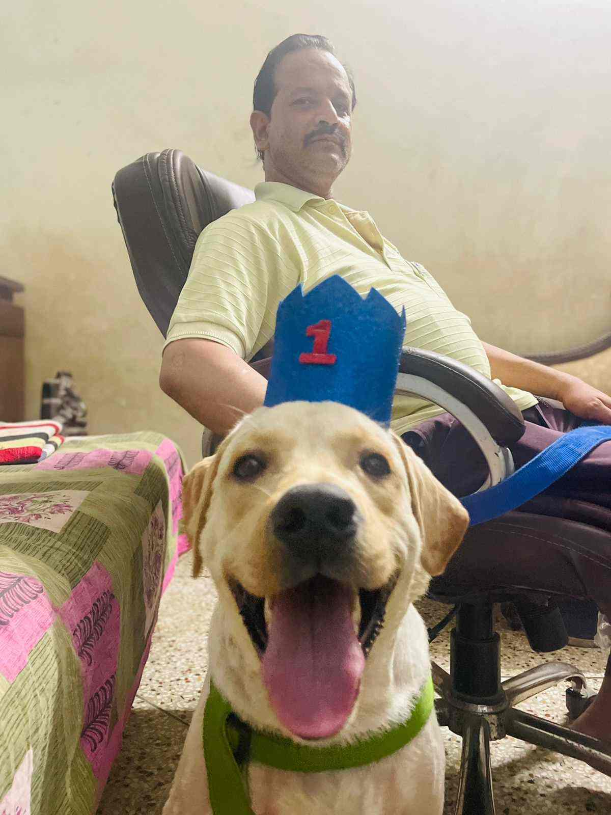 Labrador Retriever Dogs For Mating In Delhi