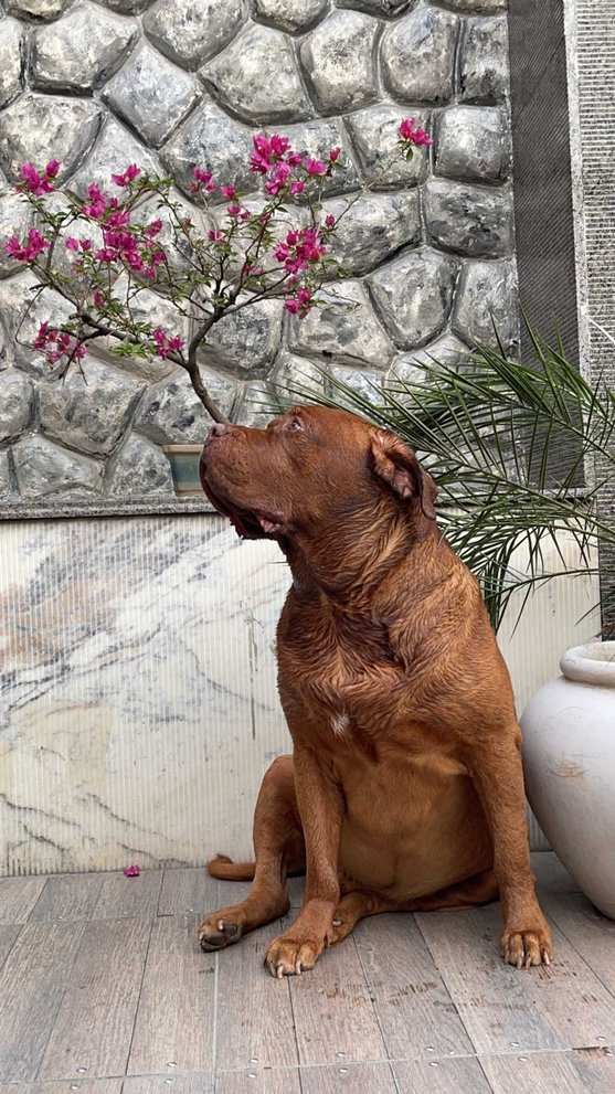 French Mastiff Dogs For Mating In Lucknow